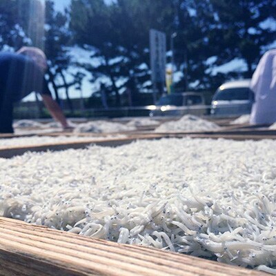 【産地直送】駿河湾のお恵み 『極上釜あげしらす・桜えびセットM』