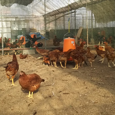 【地元ブランド】由布の銀軍鶏一羽セット
