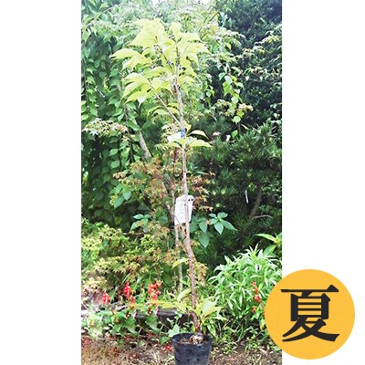 松田町の町木 ソメイヨシノ苗木 2月分 お礼品詳細 ふるさと納税なら さとふる 松田町の町木 ソメイヨシノ苗木 2月分 お礼品詳細 ふるさと納税なら さとふる