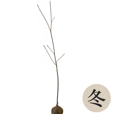 【松田町の町木】カワヅザクラ苗木(2月分)