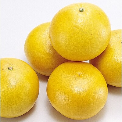 土佐文旦(ぶんたん) (大玉:2L~5L混合) 約7kg【土佐グルメ市場】