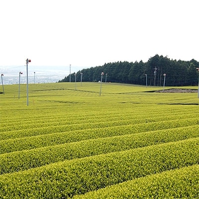 ハラダ製茶 生産者限定 飲み比べ 100g×9袋
