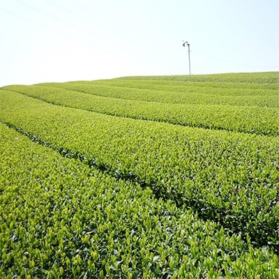 ハラダ製茶 静岡産一番茶 100g×3袋