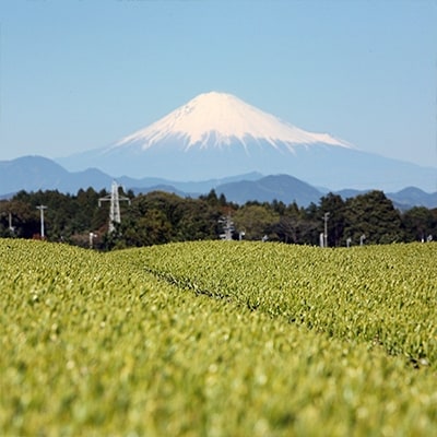 ハラダ製茶 静岡産ティーバッグ茶20P×6箱