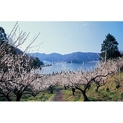 甘くない梅酒benichu7ml2本セット お礼品詳細 ふるさと納税なら さとふる