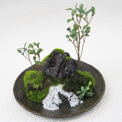 和モダン 創作 苔BONSAI (大)〈丸皿・古瀬戸〉