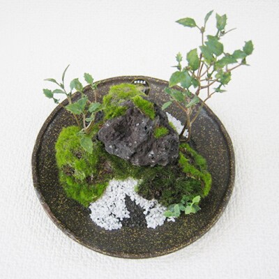 和モダン 創作 苔BONSAI (大)〈丸皿・古瀬戸〉