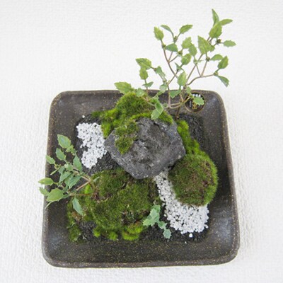 和モダン 創作 苔BONSAI (大)〈角皿・古瀬戸〉