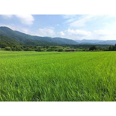 【令和5年産】　佐渡産こしひかり　真空パック(精米)1kg×9袋