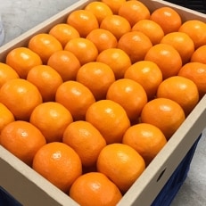 【まごころ手選別】和歌山の有田みかん 化粧箱入り約5kg2Sサイズ | ふるさと納税のお礼品