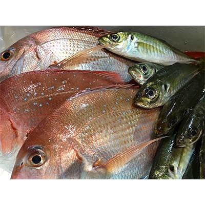 竹中水産の「お手軽鮮魚ボックス約1.5キロ」!【D22-232】