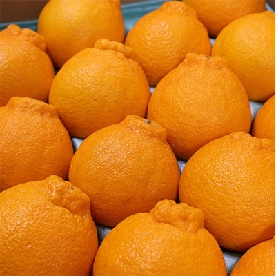 ひだまりみかん家の不知火 約5kg(18～24玉)　ひとつひとつ手選別で厳選!生産者から直送