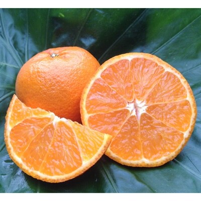 奄美大島産　“完熟たんかん”(贈答用5kg)