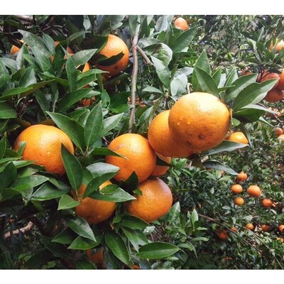 奄美大島産　“完熟たんかん”(贈答用5kg)