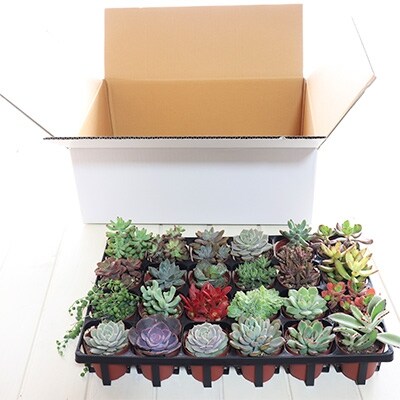 たっぷり24種類入り おまかせ多肉植物ギフトセット | お礼品詳細 