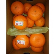 れいこう・津のかがやき　セット