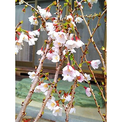 レアな品種 成長の遅い桜 富士桜 湖上の舞 1本 お礼品詳細 ふるさと納税なら さとふる レアな品種 成長の遅い桜 富士桜 湖上の舞 1本 お礼品詳細 ふるさと納税なら さとふる
