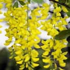 垂れ下がる黄色花が見事!　キングサリ ボッシー　和洋どちらのお庭にも合う素敵な庭木 (庭木・果樹)