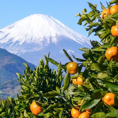【農家直送・数量限定】濃厚な甘さが自慢の「温州みかん(青島)」10kg