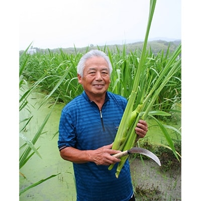 まこもたけ　300g×6袋セット