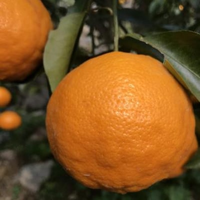 豊農園　はるみオレンジ5kg