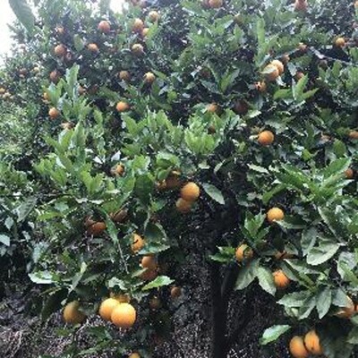 豊農園　清見オレンジ5kg