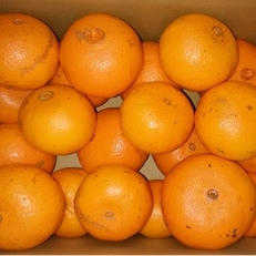 津の輝 3kg(家庭用)(約15～25個)