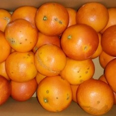 濃味ブラッドオレンジ 3kg(家庭用)(約15～25個)