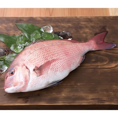 好評のブランド鯛!「海援鯛」1匹フィーレセット