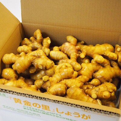 高知県産】黄金しょうが 約4kg