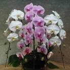 《渥美半島たはらブランド》　中村洋ランの胡蝶蘭　大輪3色　5本寄陶器鉢寄せ植え