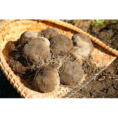 大和万葉の里「山の芋」　約1.2kg