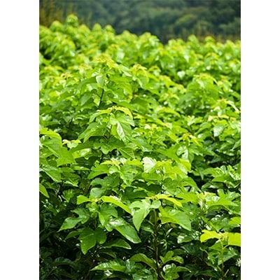 ハンさんのおいしいくわ茶飲み比べ3種のギフトセット[5839-1065]