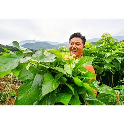 ハンさんのおいしいくわ茶ピュアパウダースティック60包 59 14 お礼品詳細 ふるさと納税なら さとふる ハンさんのおいしいくわ茶ピュアパウダースティック60包 59 14 お礼品詳細 ふるさと納税なら さとふる