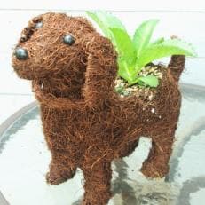 ハッピーわんこ(犬・戌)子宝草の植え込み