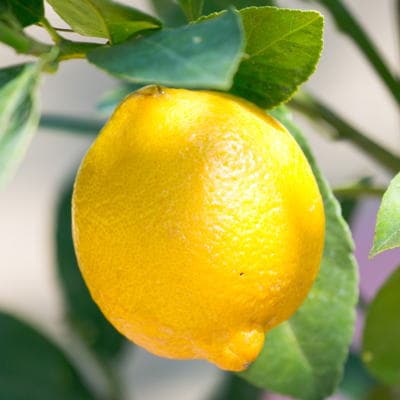 レモンと季節のお花寄せ植え