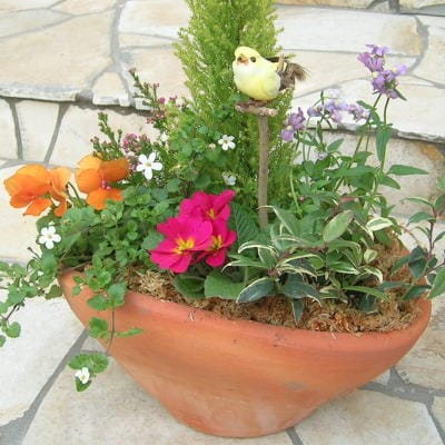 可愛いお花畑の寄せ植え(Mサイズ)