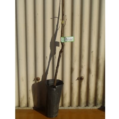 レンジでチンして渋皮までポロッと綺麗に取れる栗　ぽろたんの苗　(庭木・果樹)