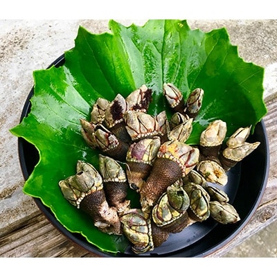 屋久島産　加熱用「亀の手」500g【海水で冷凍】