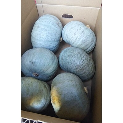 雪化粧かぼちゃ 約10kg