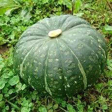 栗将軍かぼちゃ 約10kg