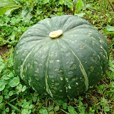 栗将軍かぼちゃ 約10kg お礼品詳細 ふるさと納税なら さとふる 栗将軍かぼちゃ 約10kg お礼品詳細 ふるさと納税なら さとふる