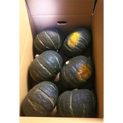 栗将軍かぼちゃ 約10kg