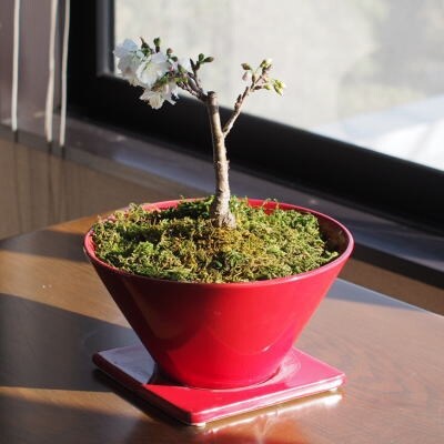 一才桜の鉢植え