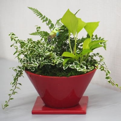 観葉植物の寄せ植え 赤鉢 お礼品詳細 ふるさと納税なら さとふる 観葉植物の寄せ植え 赤鉢 お礼品詳細 ふるさと納税なら さとふる