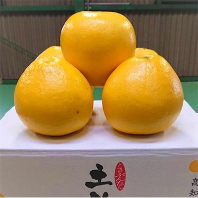 生産者直送 土佐文旦9.5kg【4L】家庭用