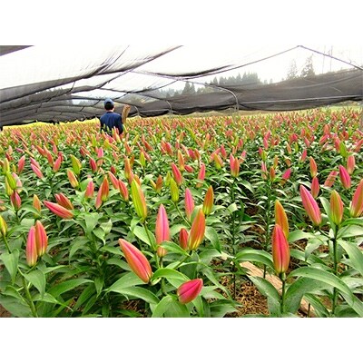 産地直送 オリエンタルユリ生花(切花)ミックス6本