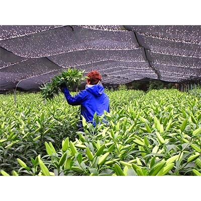 産地直送 オリエンタルユリ生花(切花) 白 6本