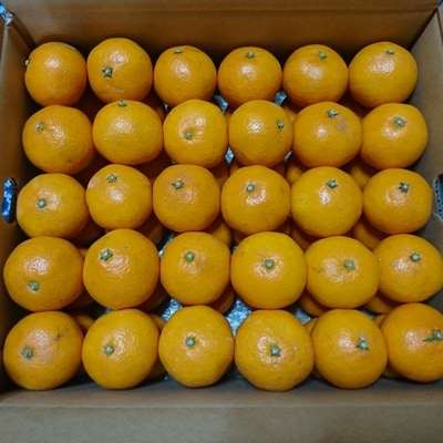 今村温州みかん　5kg