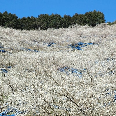 【2022年9月中旬発送】紀州南高梅はちみつ味1kgと梅ドレッシング1本